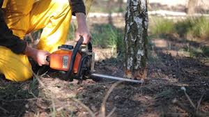 Best Organic Lawn Care Solutions  in Delavan Lake, WI