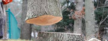 Best Tree Preservation Services  in Delavan Lake, WI