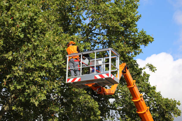 Best Tree Disease Treatment  in Delavan Lake, WI