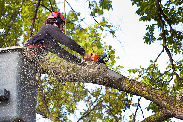 Best Aeration Services  in Delavan Lake, WI