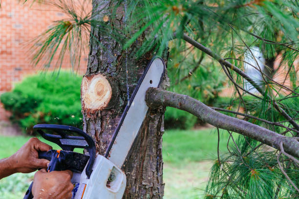 Best Emergency Tree Removal  in Delavan Lake, WI